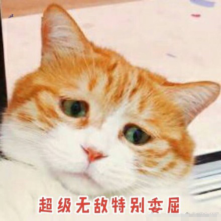 搞笑猫咪表情包39张