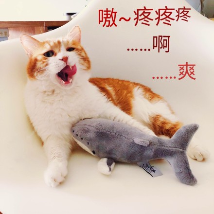 搞笑猫咪表情包39张