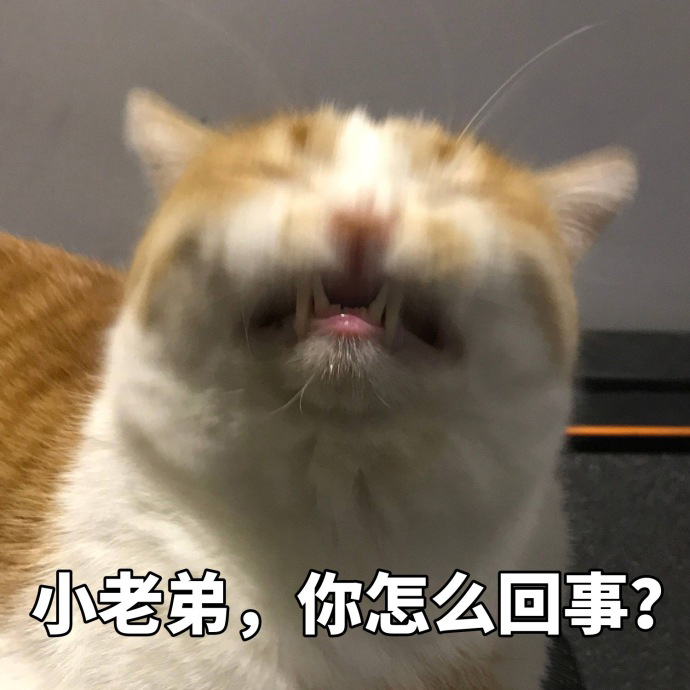 搞笑猫咪表情包39张