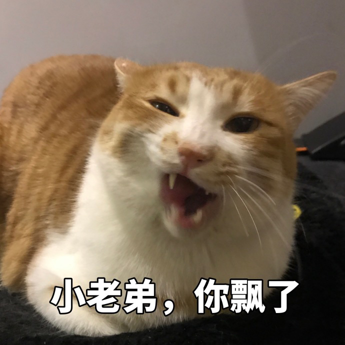 搞笑猫咪表情包39张