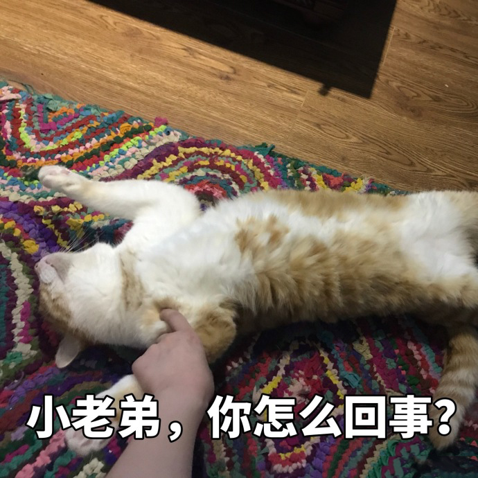 搞笑猫咪表情包39张