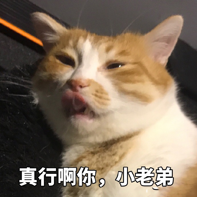 搞笑猫咪表情包39张