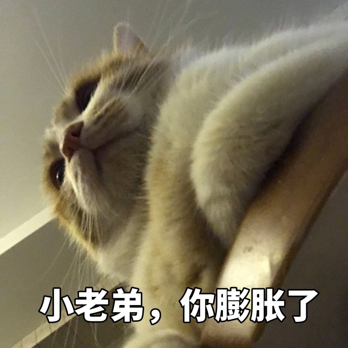 搞笑猫咪表情包39张