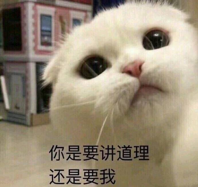 搞笑猫咪表情包39张