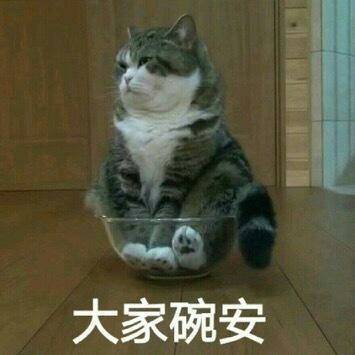 搞笑猫咪表情包39张