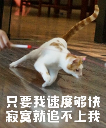 搞笑猫咪表情包39张