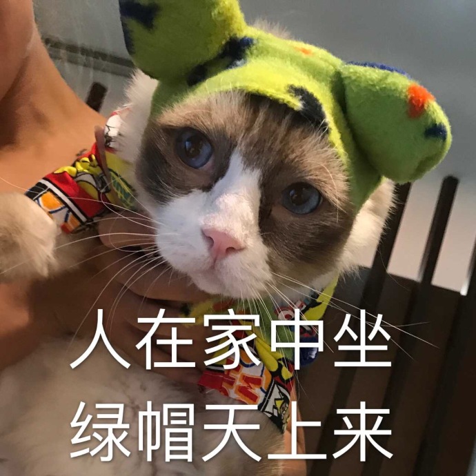 搞笑猫咪表情包39张