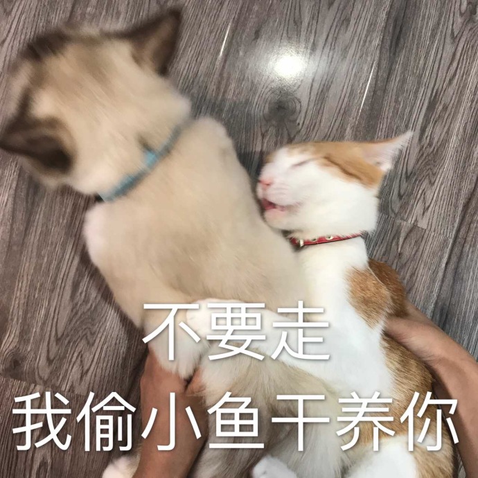 搞笑猫咪表情包39张