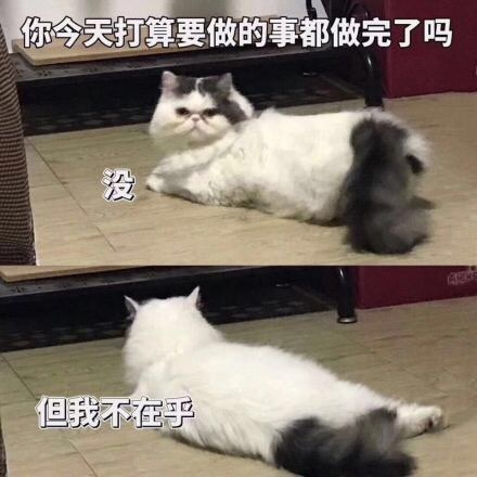 搞笑猫咪表情包39张