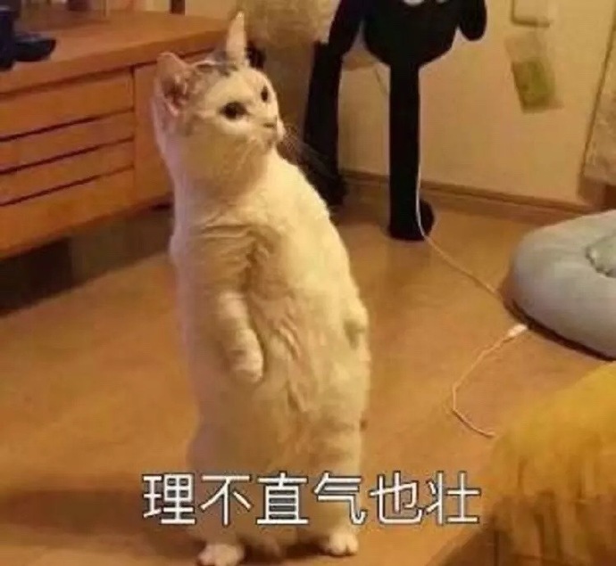 搞笑猫咪表情包39张