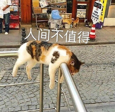 搞笑猫咪表情包39张