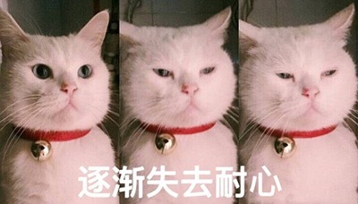 搞笑猫咪表情包39张