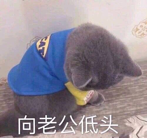 搞笑猫咪表情包39张