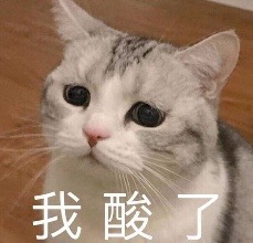 搞笑猫咪表情包39张