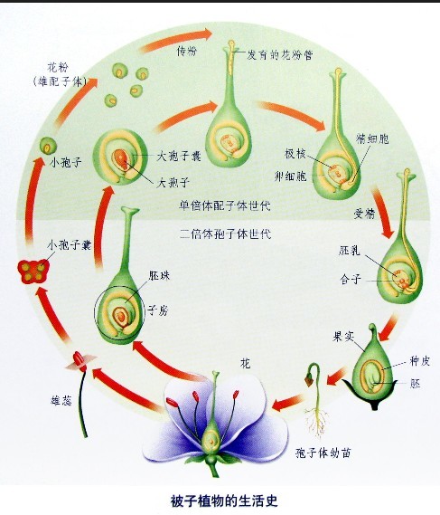 被子植物的一生思维导图(初中的生物知识植物的起源)