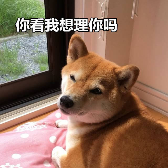 柴犬表情包：来个热吻吗宝贝