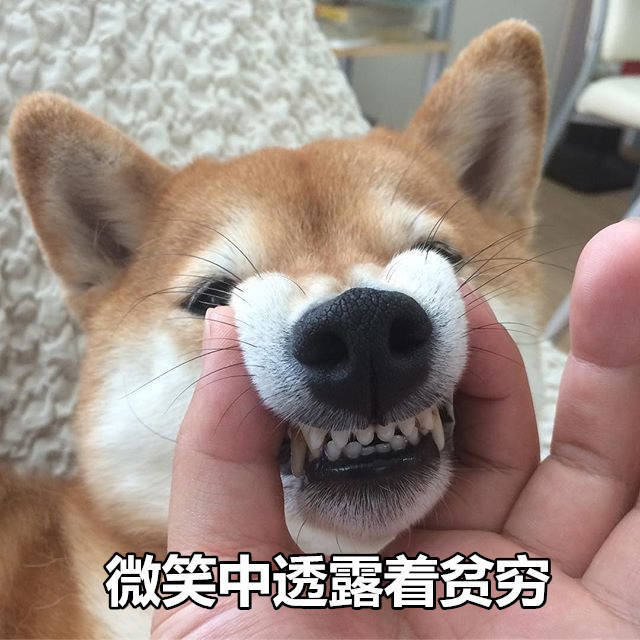 柴犬表情包：来个热吻吗宝贝