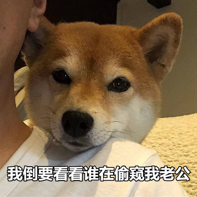 柴犬表情包：来个热吻吗宝贝