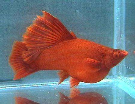 因为红箭鱼体型较大,我们都是把怀孕的母鱼放在较大的塑料桶中繁殖