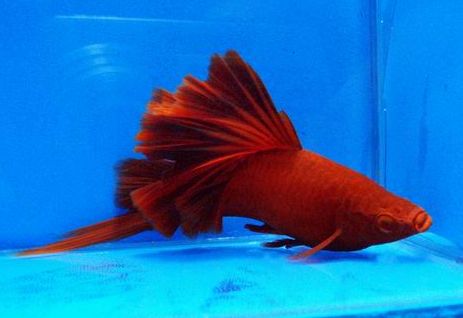 图文/养鱼老道 原创红箭鱼(红箭鱼多久繁殖一次)3红剑  食性: 吃各种