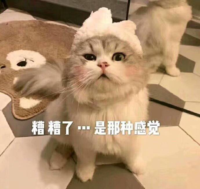 猫咪斗图表情包20张