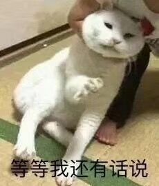 猫咪斗图表情包20张