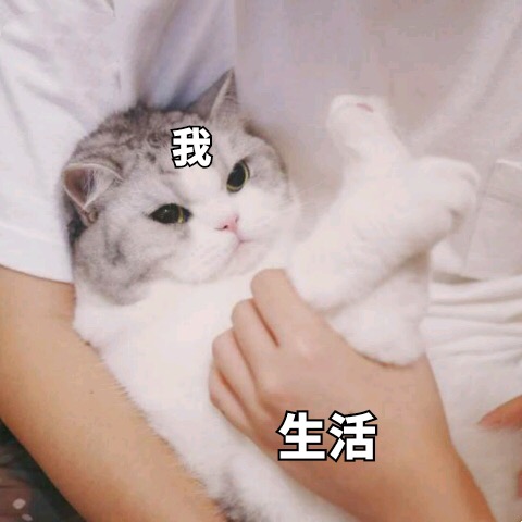 猫咪斗图表情包20张