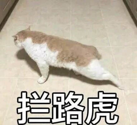 猫咪斗图表情包20张