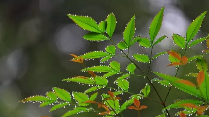 秋，总是多雨，凉风习习，雨落成诗，一起来欣赏吧