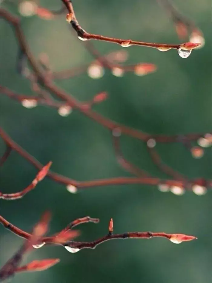 秋，总是多雨，凉风习习，雨落成诗，一起来欣赏吧