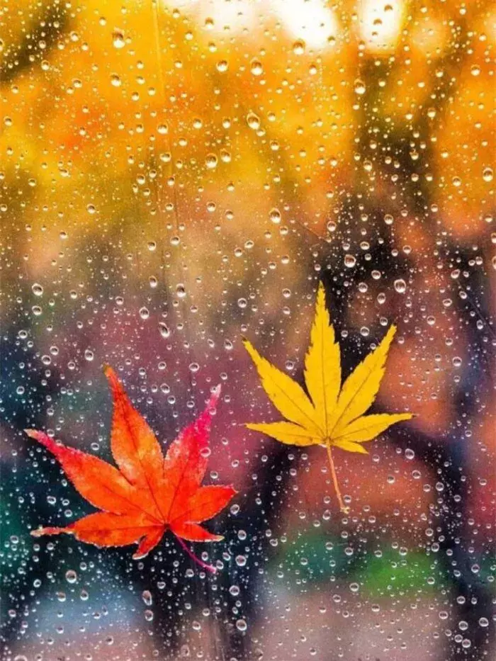 秋,总是多雨,凉风习习,雨落成诗,一起来欣赏吧