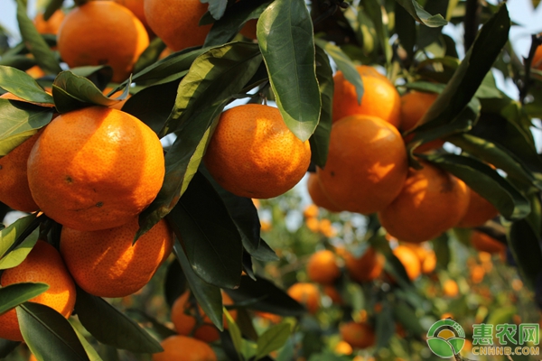 9月21日柑橘收购价格多少钱一斤？2018年最新柑橘价格行情汇总