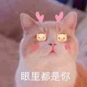 今日热门猫咪表情包：我要露出点小马脚来，好让你看出来我喜欢你