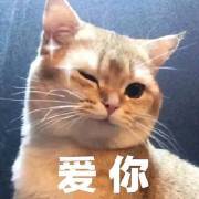 今日热门猫咪表情包：我要露出点小马脚来，好让你看出来我喜欢你