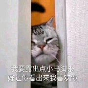 今日热门猫咪表情包：我要露出点小马脚来，好让你看出来我喜欢你