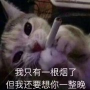 今日热门猫咪表情包：我要露出点小马脚来，好让你看出来我喜欢你