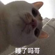 今日热门猫咪表情包：我要露出点小马脚来，好让你看出来我喜欢你