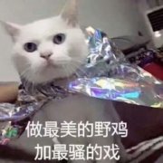 今日热门猫咪表情包：我要露出点小马脚来，好让你看出来我喜欢你