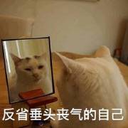 今日热门猫咪表情包：我要露出点小马脚来，好让你看出来我喜欢你