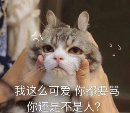 今日热门猫咪表情包：我要露出点小马脚来，好让你看出来我喜欢你