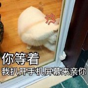 今日热门猫咪表情包：我要露出点小马脚来，好让你看出来我喜欢你