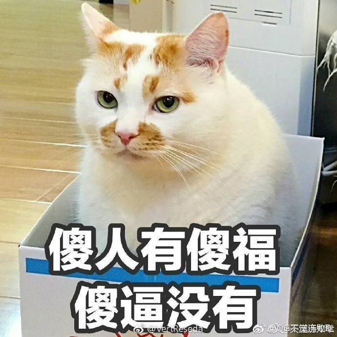 最新热门猫咪表情包17张