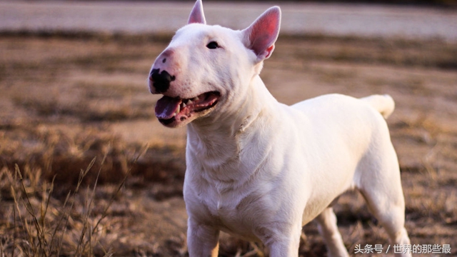 这5种猛犬，你再喜欢狗也好，没有雄厚家底和专业知识也不要养