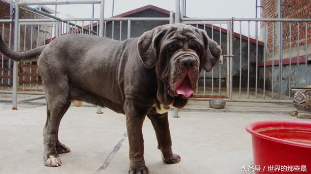 这5种猛犬，你再喜欢狗也好，没有雄厚家底和专业知识也不要养