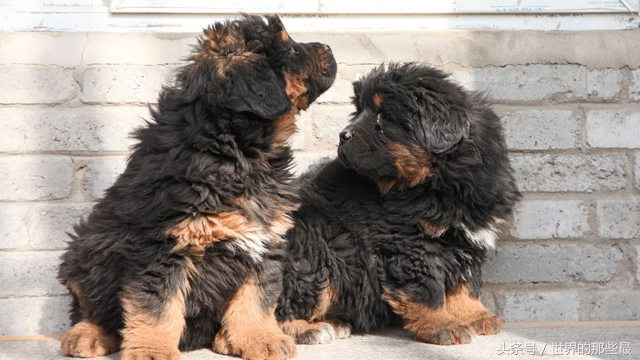 这5种猛犬，你再喜欢狗也好，没有雄厚家底和专业知识也不要养