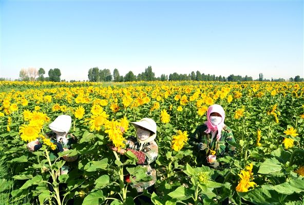 国家支持土地流转，还给补贴！为什么很多农民宁愿撂荒也不流转？