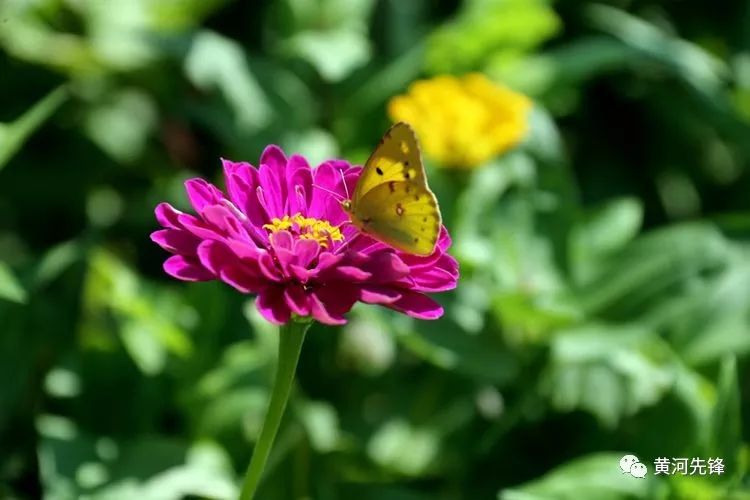 陕西甲鱼哪里有(中秋节 “逛”大荔生态文化旅游 品农家乐黄河鲤鱼、鲶鱼那才叫美)