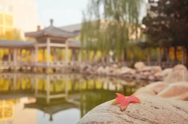 新晋“网红”！这位教授双语教学、网上开课，点击量6.5万次！