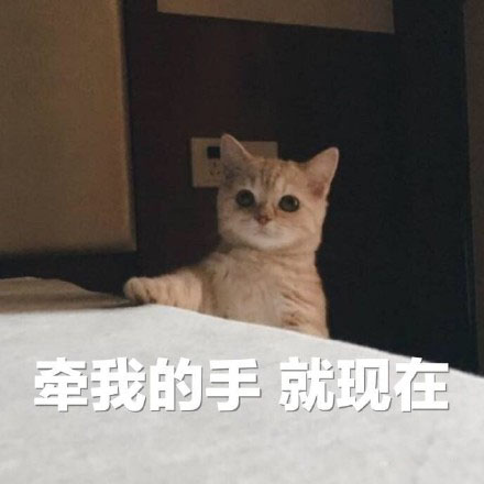 今日热门猫咪表情包：网恋吗？我嘤嘤嘤