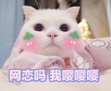 今日热门猫咪表情包：网恋吗？我嘤嘤嘤